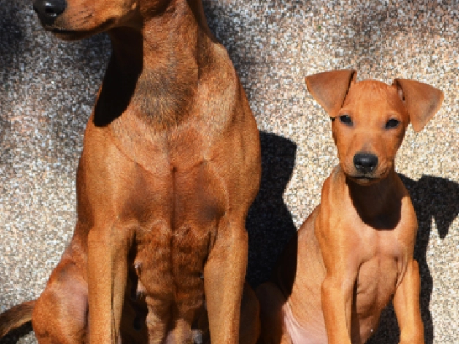 Perros Pinscher Alemán en venta