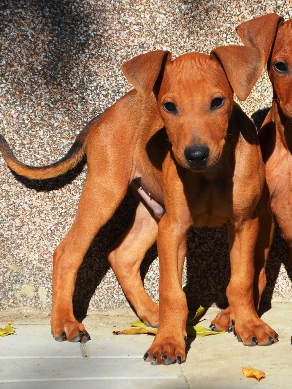 German Pinscher Mini Pinscher For Sale Doberman Pinscher Puppies