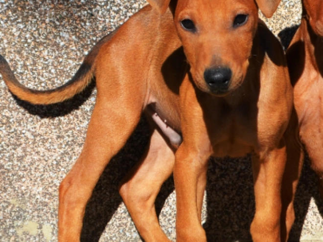 Perros Pinscher Alemán en venta