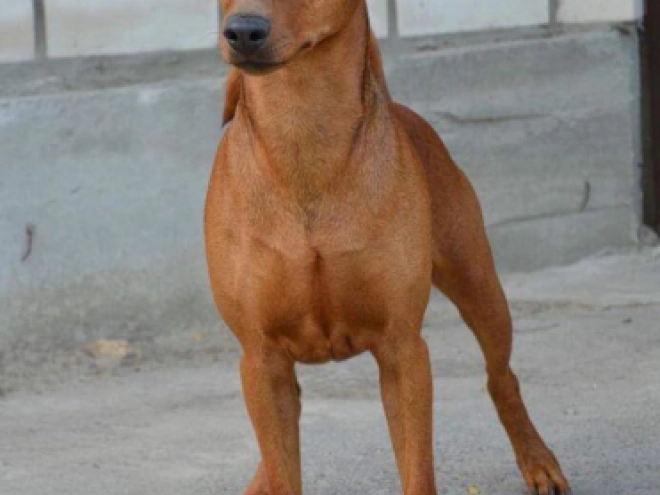 Perros Pinscher Alemán en venta
