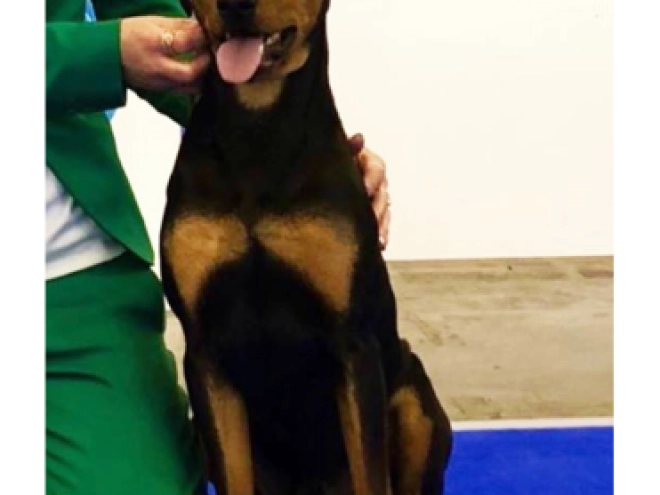 Perros Pinscher Alemán en venta