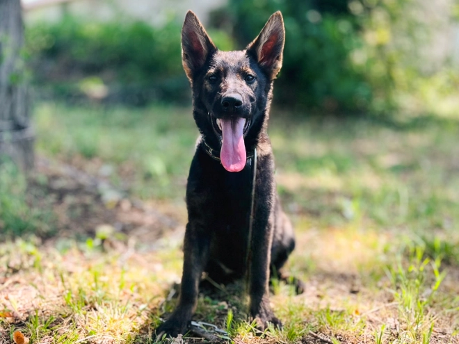 Deutscher Schäferhund Welpe kaufen