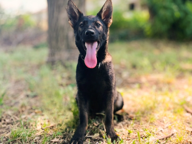 Deutscher Schäferhund Welpe kaufen
