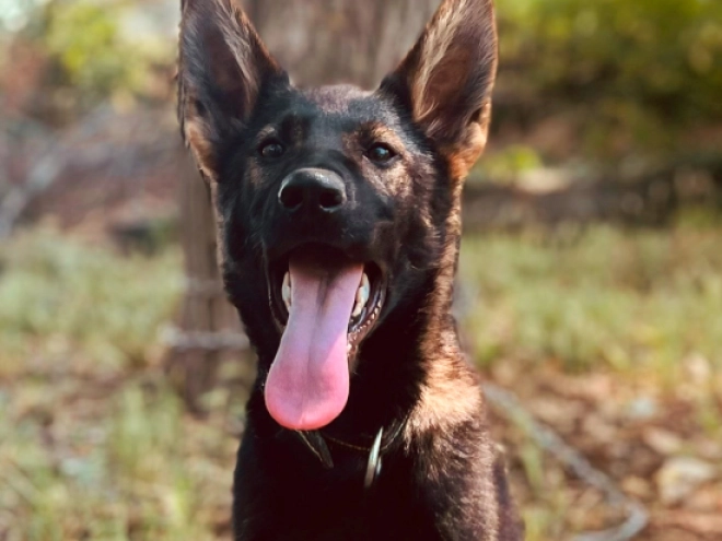 Deutscher Schäferhund Welpe kaufen
