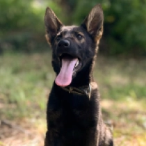 Strongheart, grizzle Pastor Alemán en venta