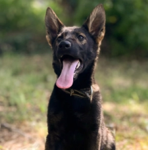 Perros Pastor Alemán en venta