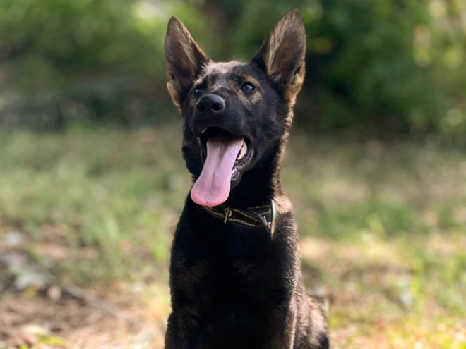 Deutscher Schäferhund Welpe kaufen