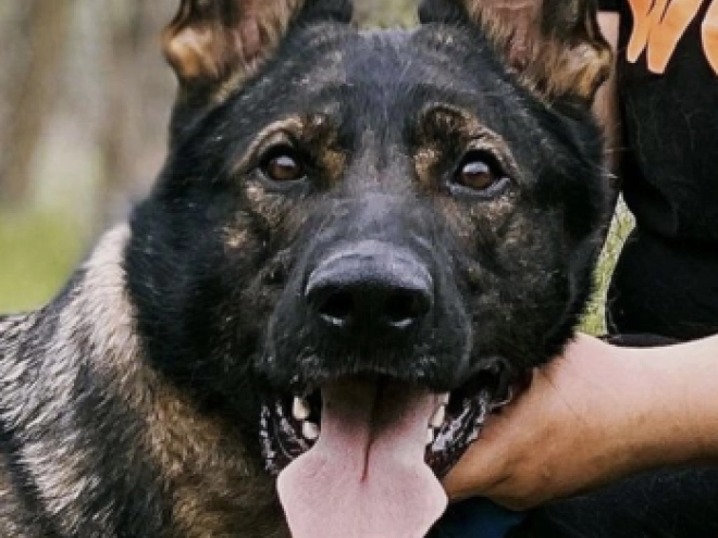Deutscher Schäferhund Welpe kaufen