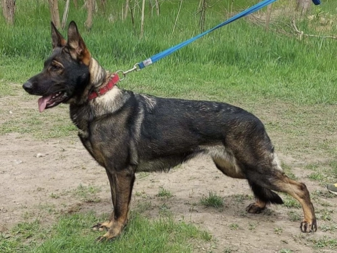 Deutscher Schäferhund Welpe kaufen