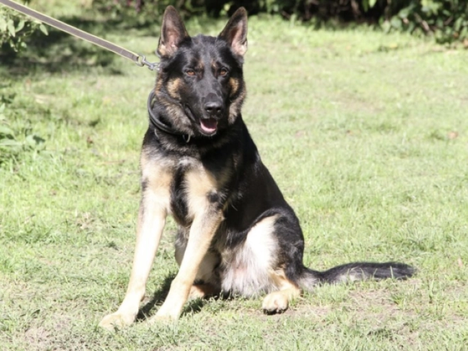 Deutscher Schäferhund Welpe kaufen