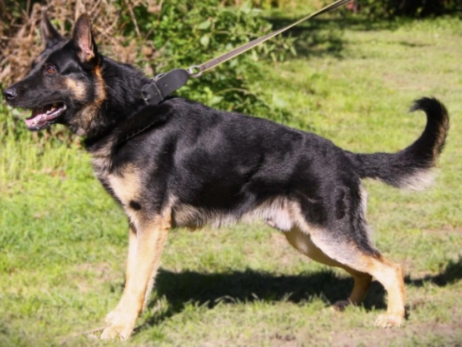 Deutscher Schäferhund Welpe kaufen