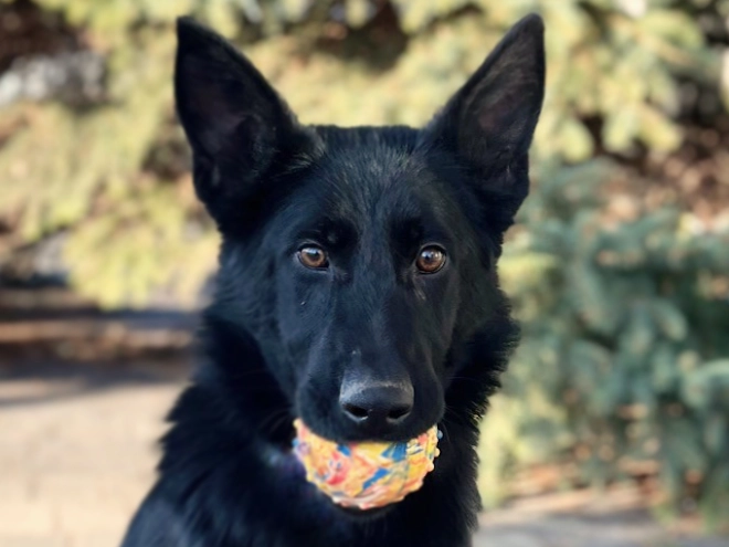 German Shepherd Dog puppy for sale