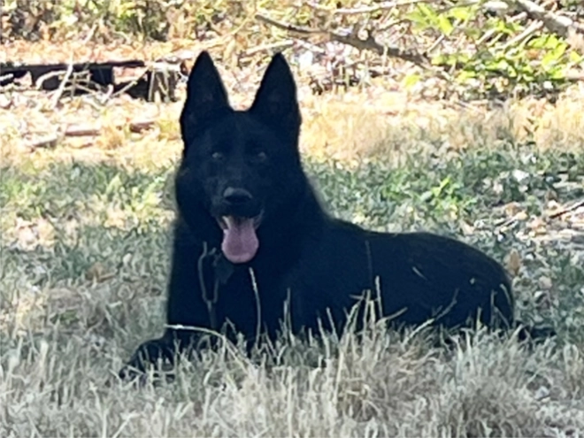 German Shepherd Dog puppy for sale