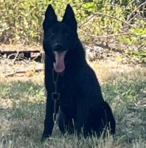 Deutscher Schäferhund Welpe kaufen