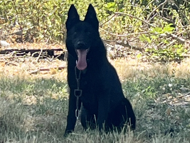 German Shepherd Dog puppy for sale