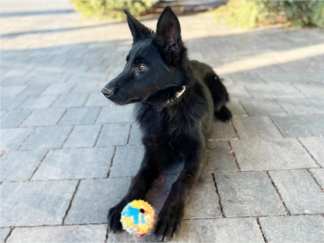 German Shepherd Dog puppy for sale