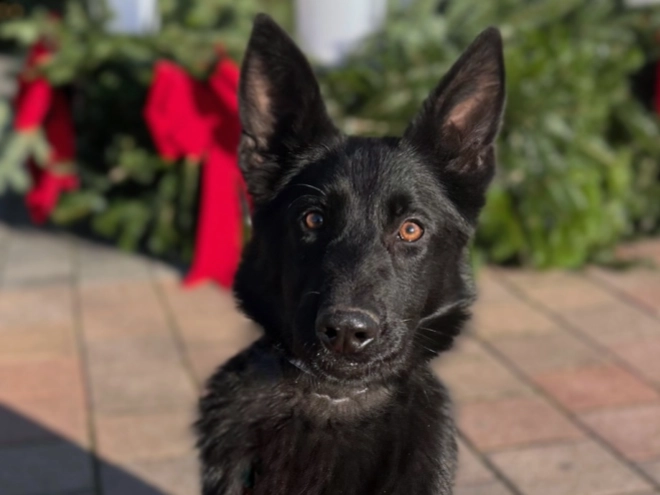 German Shepherd Dog puppy for sale