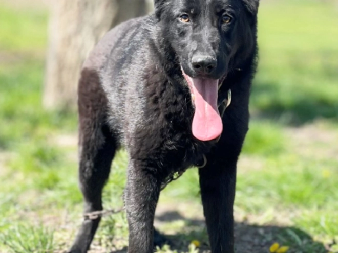 German Shepherd Dog puppy for sale