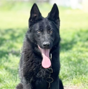 Deutscher Schäferhund Welpe kaufen
