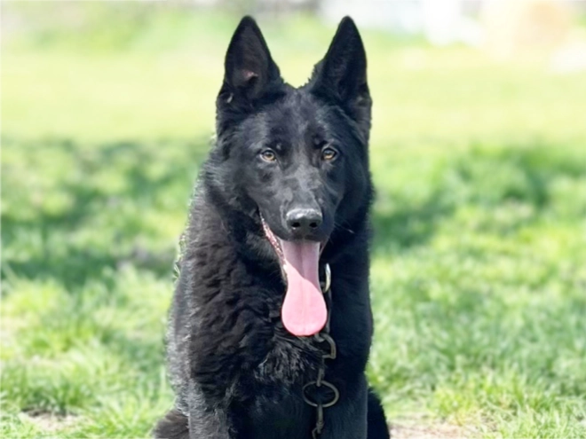 German Shepherd Dog puppy for sale
