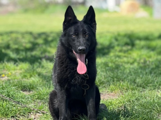 German Shepherd Dog puppy for sale