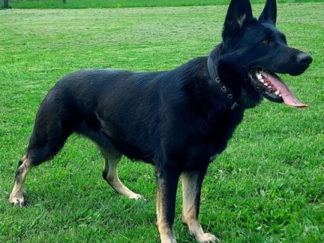 German Shepherd Dog puppy for sale