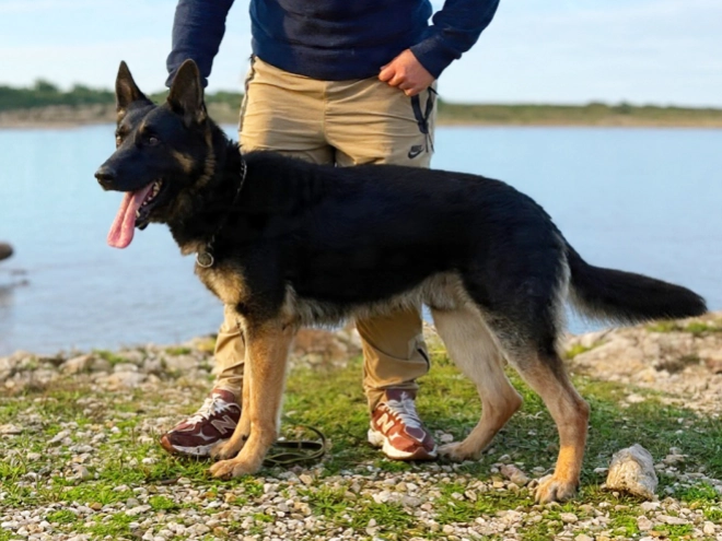 German Shepherd Dog puppy for sale