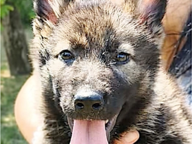 German Shepherd Dog puppy for sale