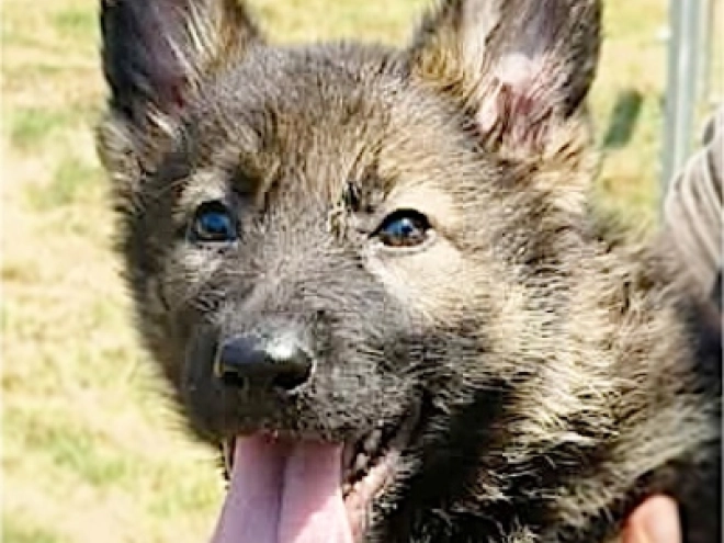 German Shepherd Dog puppy for sale