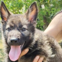 Guru, sable German Shepherd Dog for sale