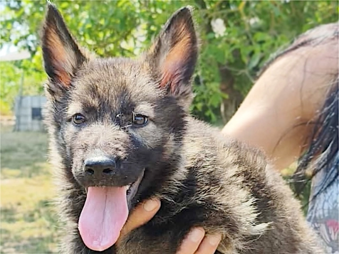German Shepherd Dog puppy for sale