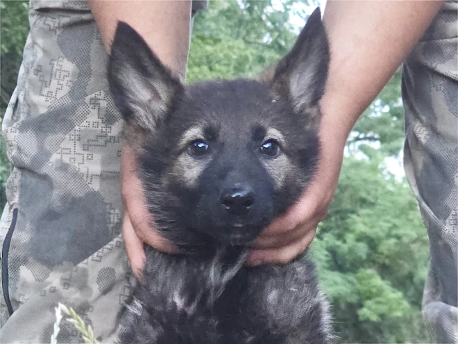 German Shepherd Dog puppy for sale