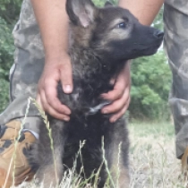 Guru, sable German Shepherd Dog for sale
