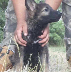 German Shepherd Dog puppy for sale