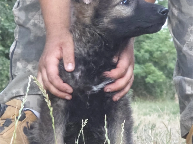 German Shepherd Dog puppy for sale