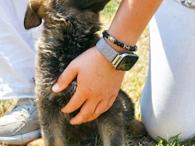 German Shepherd Dog puppy for sale