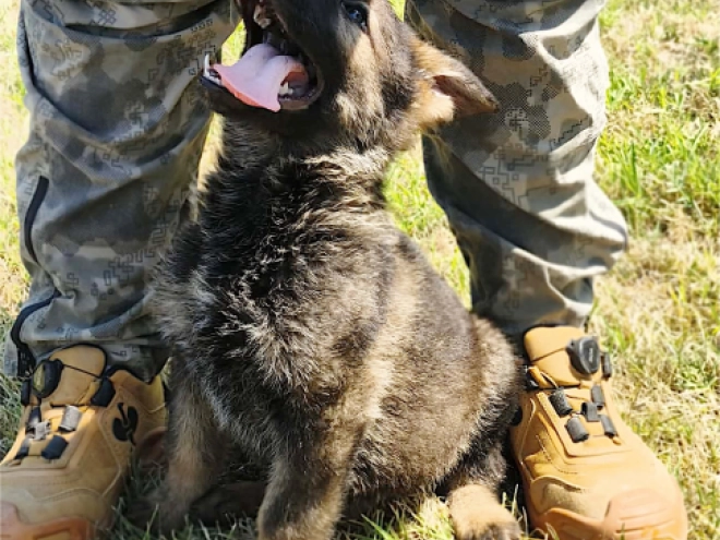 German Shepherd Dog puppy for sale