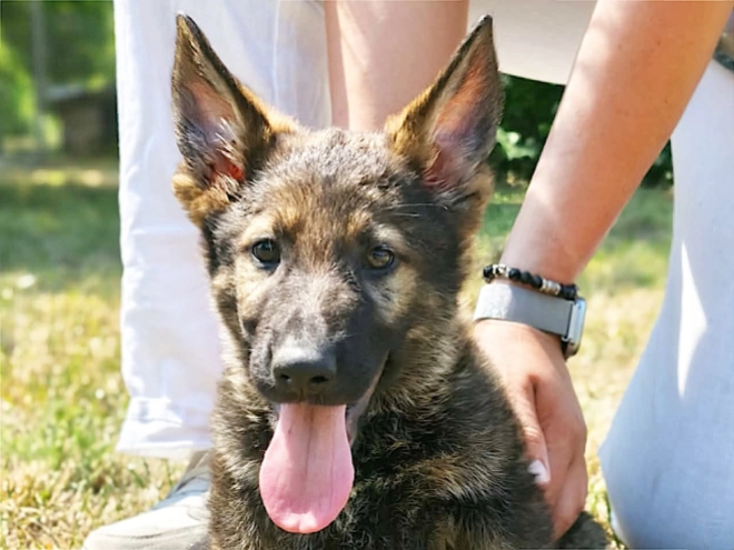 German Shepherd Dog puppy for sale