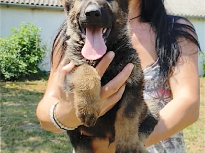 German Shepherd Dog puppy for sale
