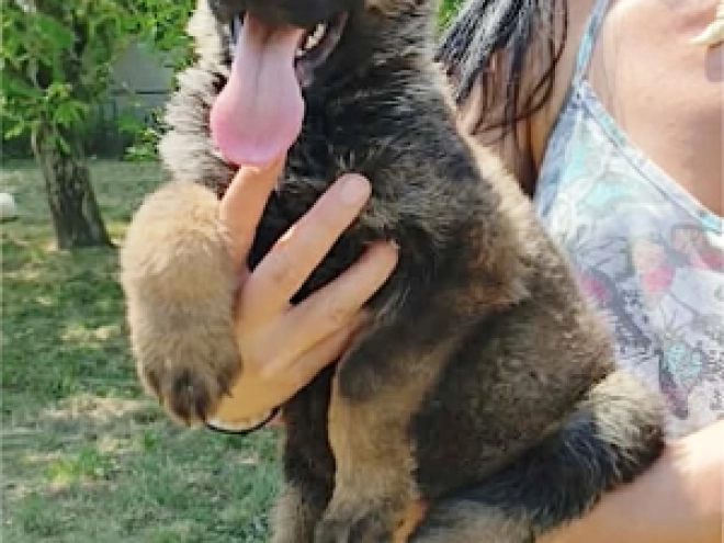 German Shepherd Dog puppy for sale