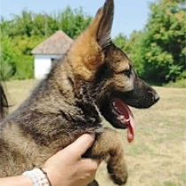 Gizmo, sable German Shepherd Dog for sale
