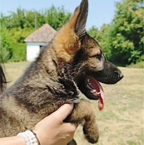 German Shepherd Dog puppy for sale