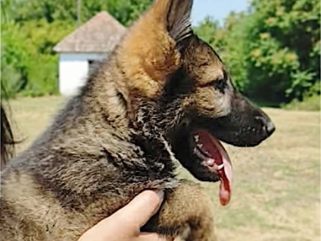 German Shepherd Dog puppy for sale