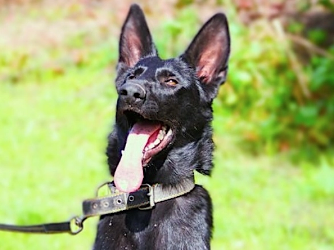 German Shepherd Dog puppy for sale