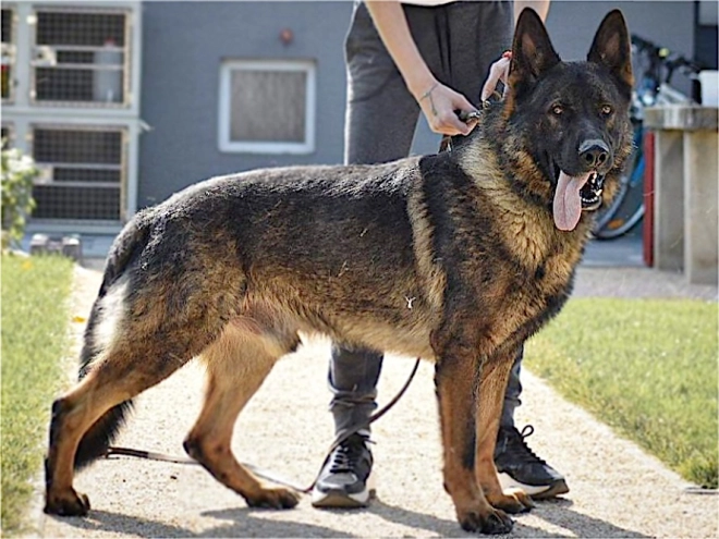German Shepherd Dog puppy for sale