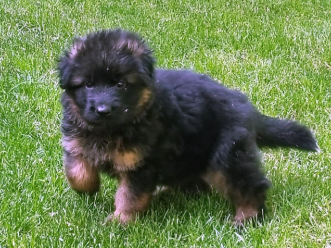 German Shepherd Dog puppy for sale
