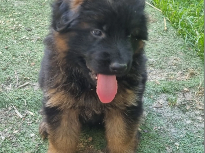 German Shepherd Dog puppy for sale