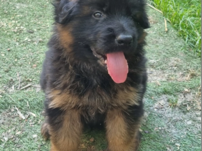German Shepherd Dog puppy for sale