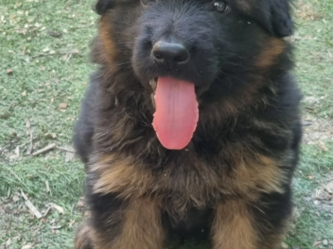 German Shepherd Dog puppy for sale