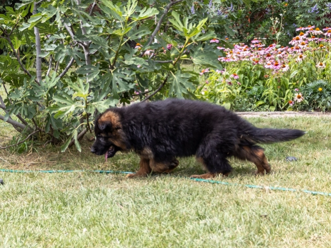 German Shepherd Dog puppy for sale